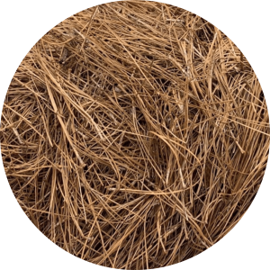 pine straw needles
